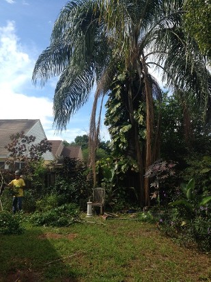Affordable Arbor Care | Tree Removal Orlando