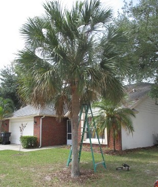 Affordable Arbor Care | Palm Tree Maintenance Orlando