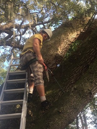 Man Working in Tree