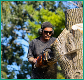 About | Affordable Arbor Care | Tree Company Orlando